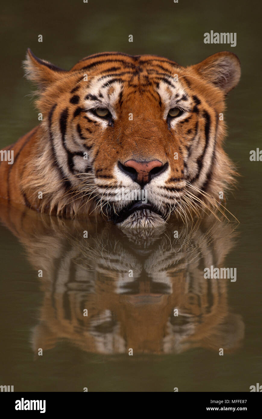 BENGAL TIGER  Panthera tigris tigris  in water, face detail Stock Photo