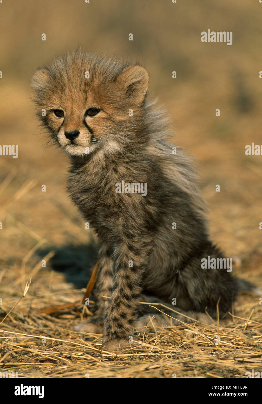 CHEETAH cub, three months old, Acinonyx jubatus sitting.  Africa Stock Photo