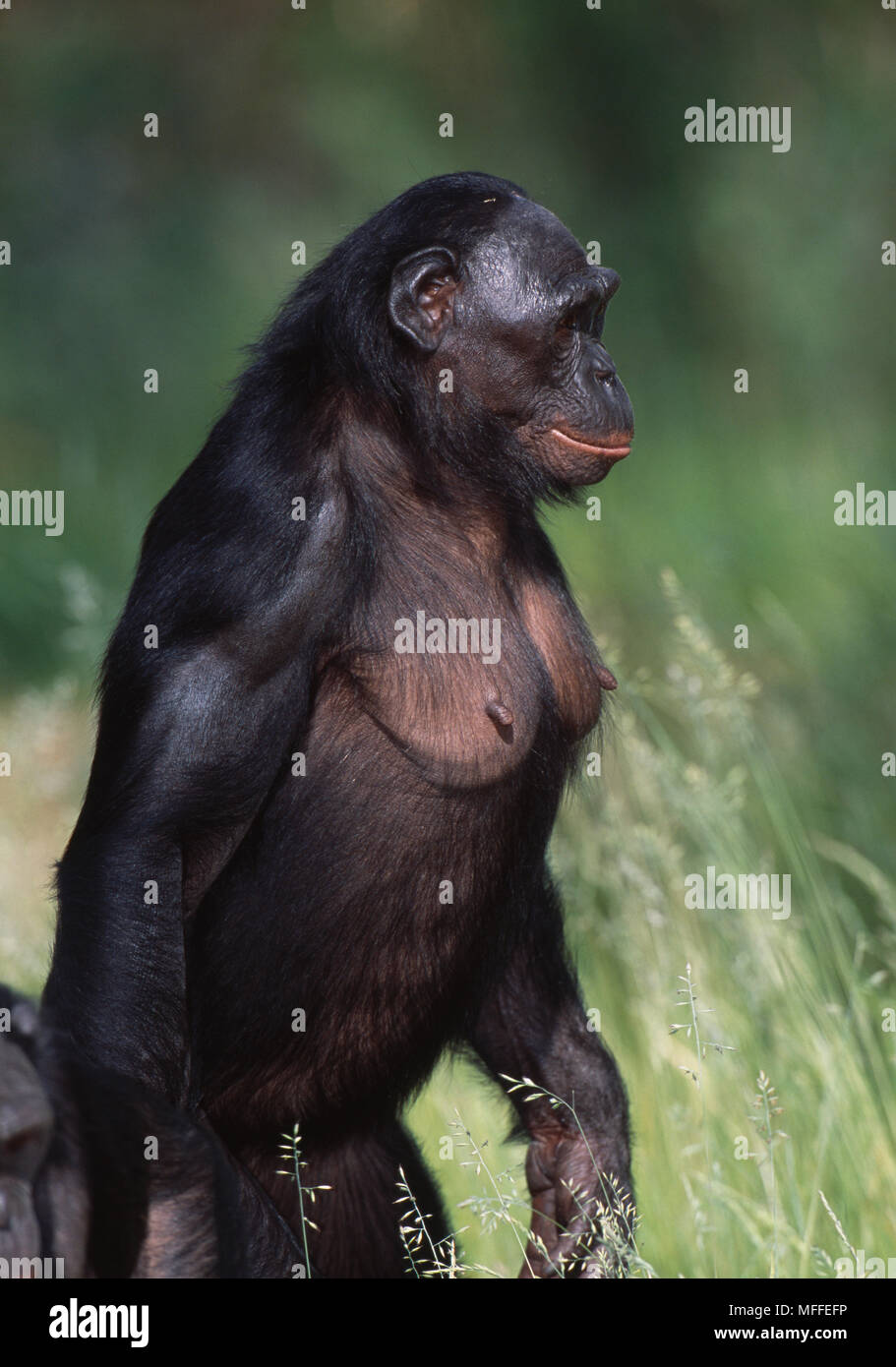 BONOBO or PYGMY CHIMPANZEE Pan paniscus Bonobos often walk bipedally.  Tropical rainforest Zaire & Congo. Endangered sp Stock Photo - Alamy