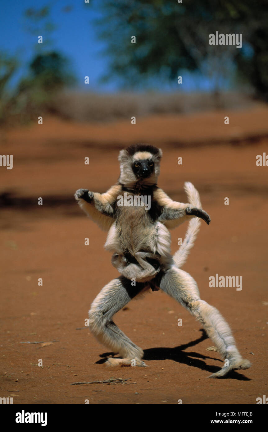 VERREAUX'S SIFAKA LEMUR Propithecus verreauxi mother "dancing" across