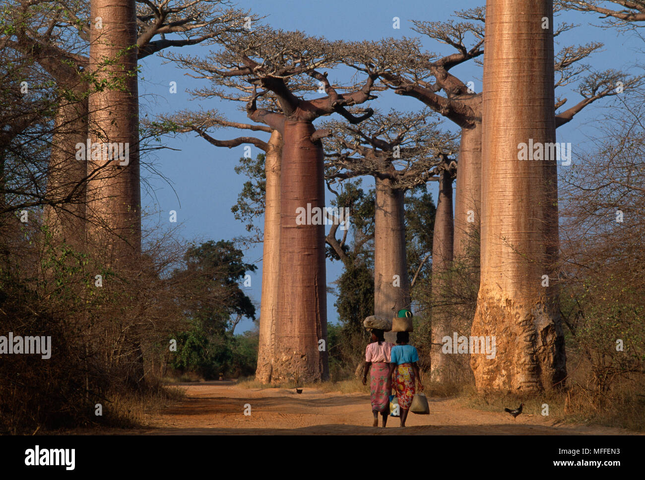GRANDIDIER'S BAOBAB TREES Adansonia grandidieri Avenue du Baobabs, with ...