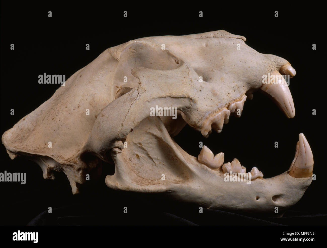 Carnassial teeth cat hi-res stock photography and images - Alamy Carnassial teeth cat hi-res stock photography and images - Alamy