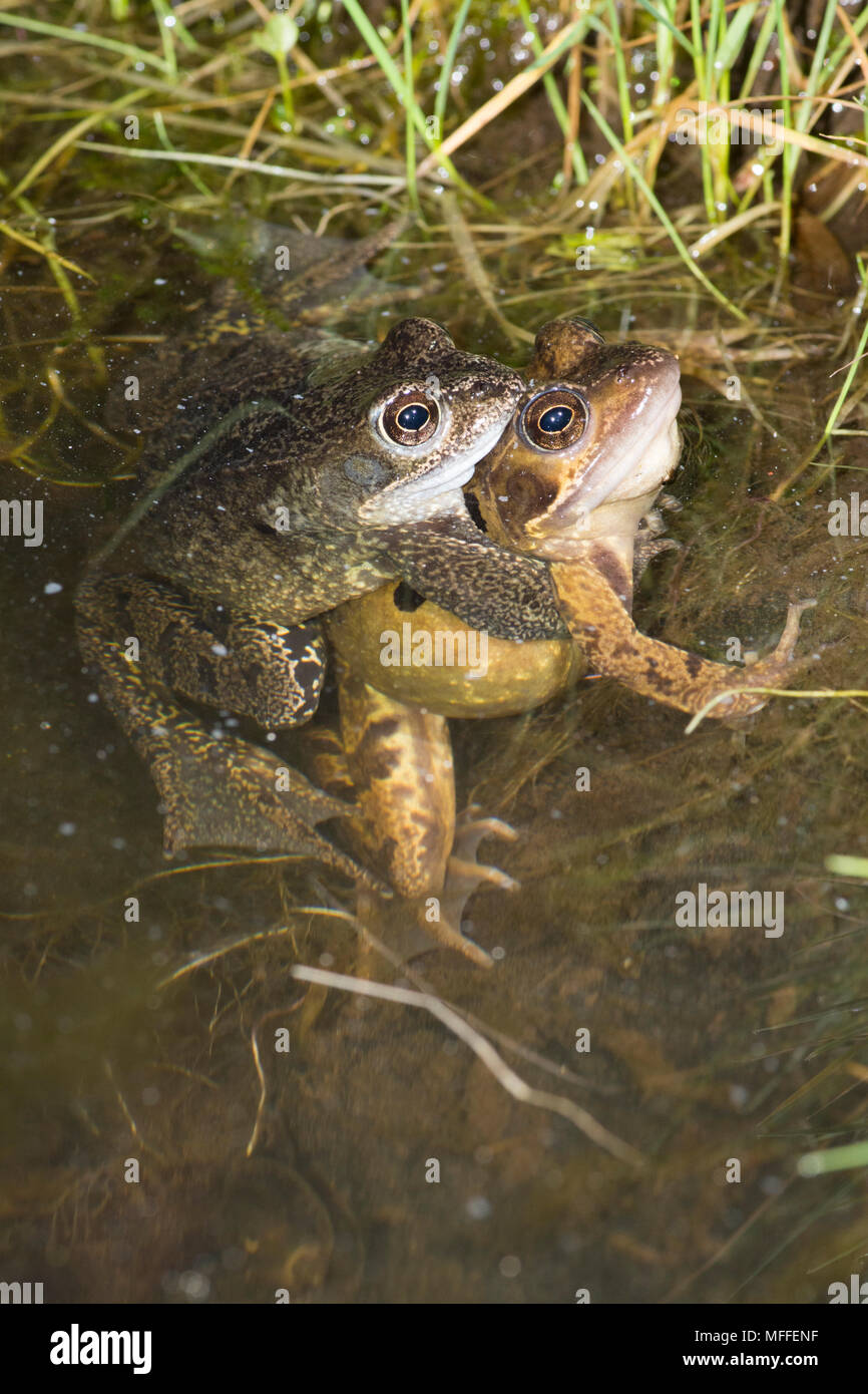 Common Frogs, Rana temporaria, pair in amplexus in pond to spawn, UK Stock Photo Alamy