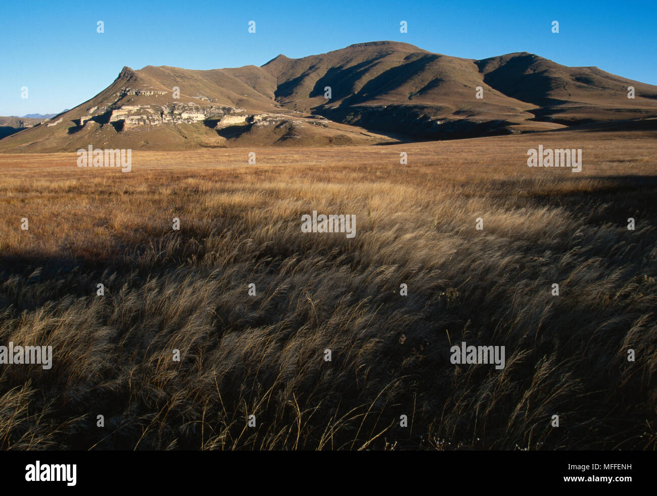 HIGHVELD GRASSLANDS Golden Gate National Park, South Africa Stock Photo