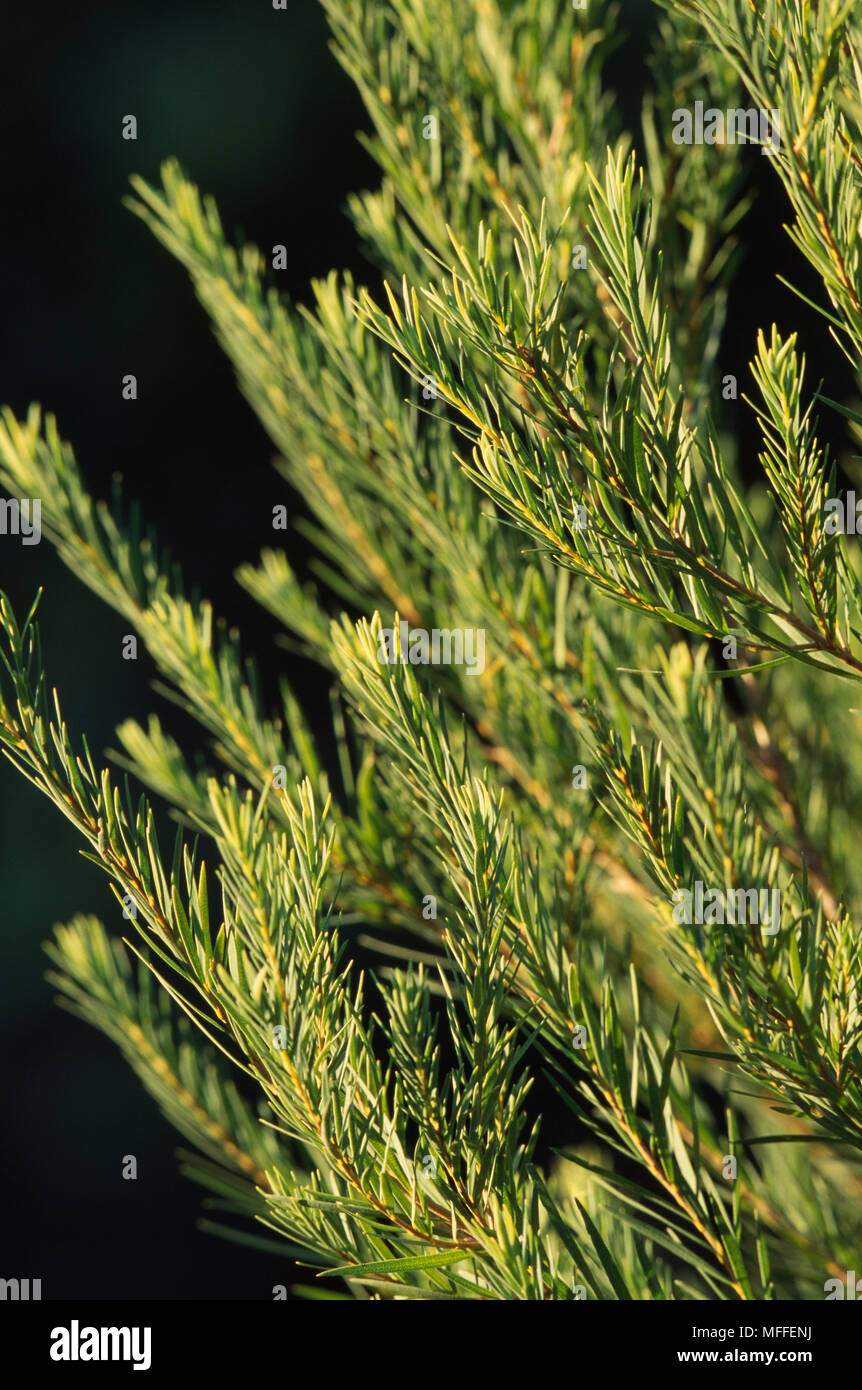 TEA TREE  foliage detail Melaleuca alternifolia Small shrub   Extracted oil has a variety of medicinal uses             >> Stock Photo