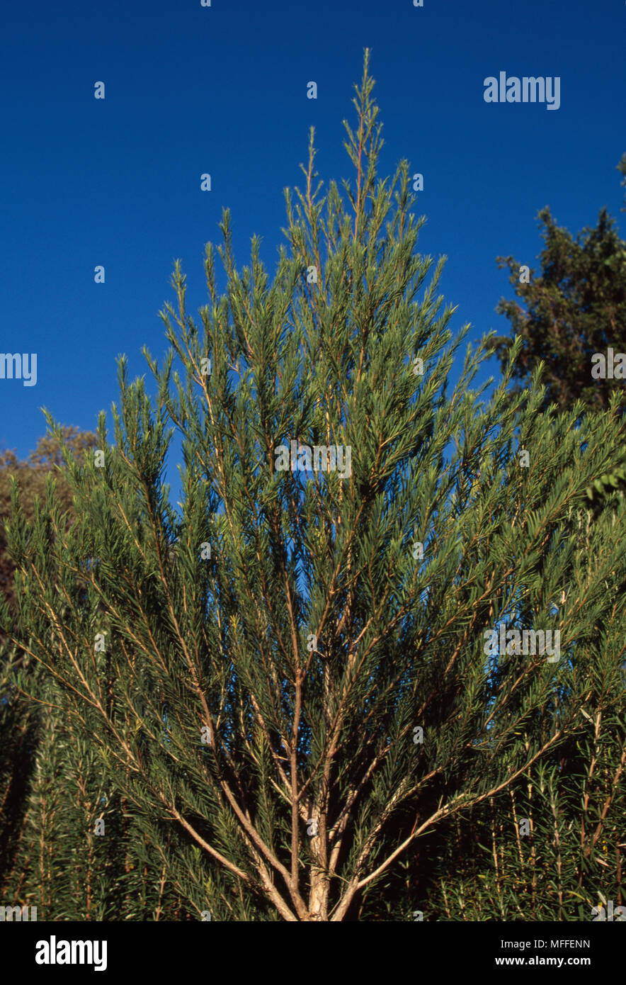 TEA TREE  Melaleuca alternifolia Small shrub  Extracted oil has a variety of medicinal uses                >> Stock Photo