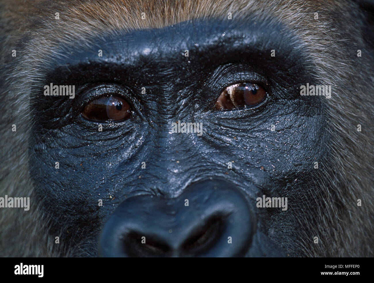WESTERN LOWLAND GORILLA Gorilla gorilla gorilla Project Protection des Gorilles, Gabon & Congo. Orphans reintroduced to wild Stock Photo