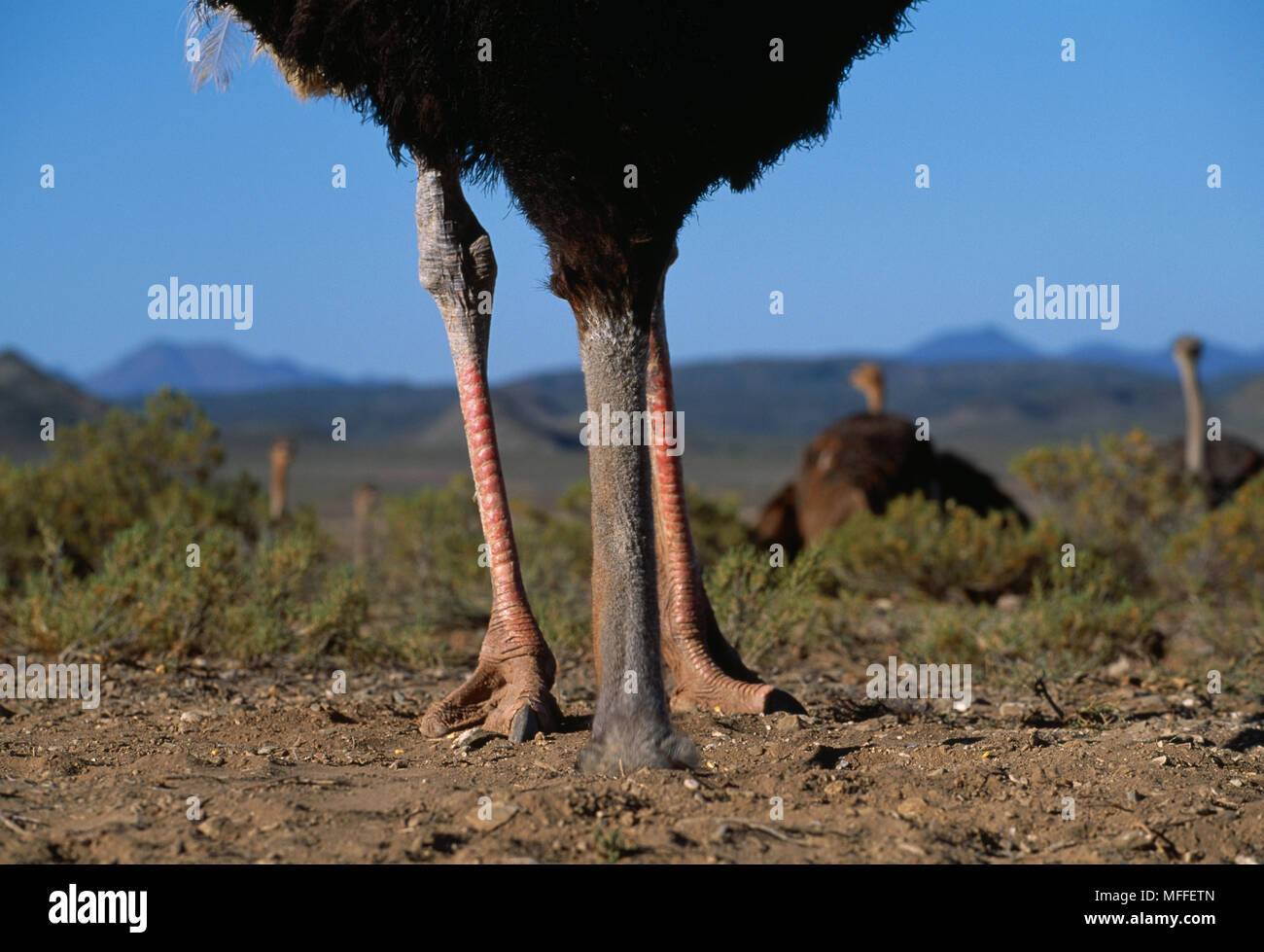 OSTRICH male burying head in sand Struthio camelus Staged picture Stock  Photo - Alamy