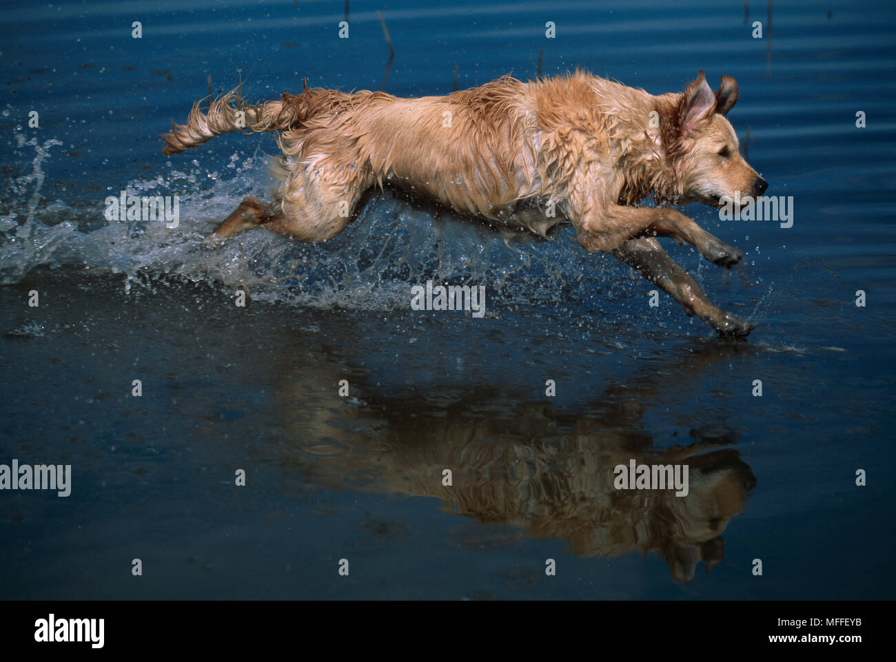 GOLDEN RETRIEVER running in shallow water Stock Photo - Alamy