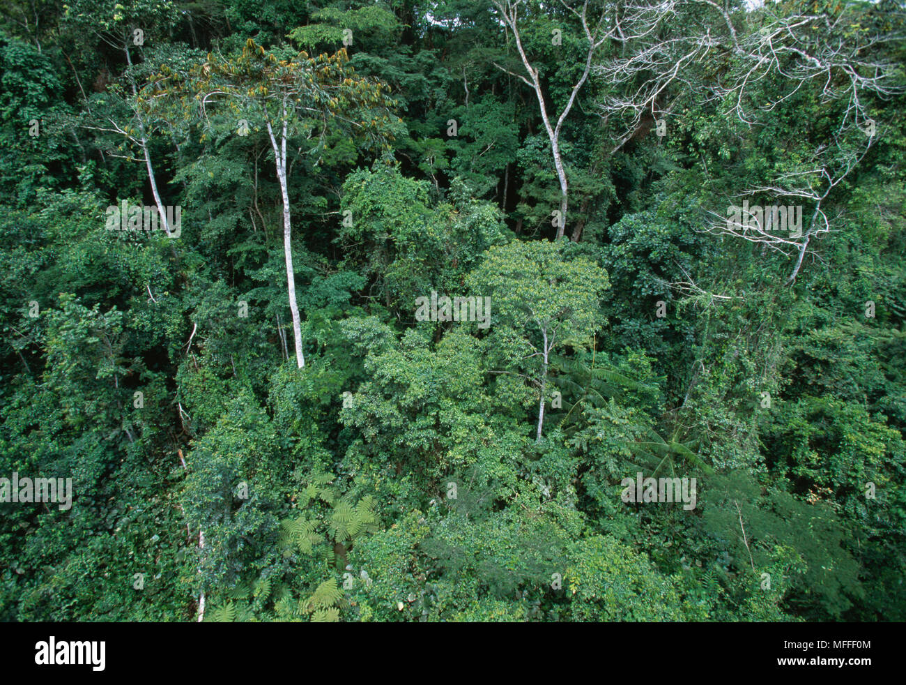 TROPICAL RAINFOREST Western Congo basin moist forest. Gabon. Stock Photo