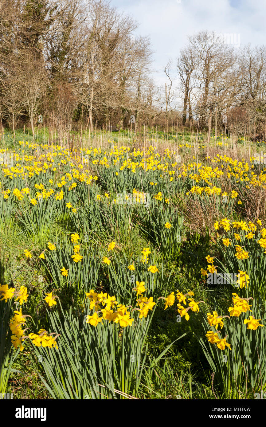 Daffodil field, Lower Moors Nature Trail, St. Mary's, Isles of Scilly