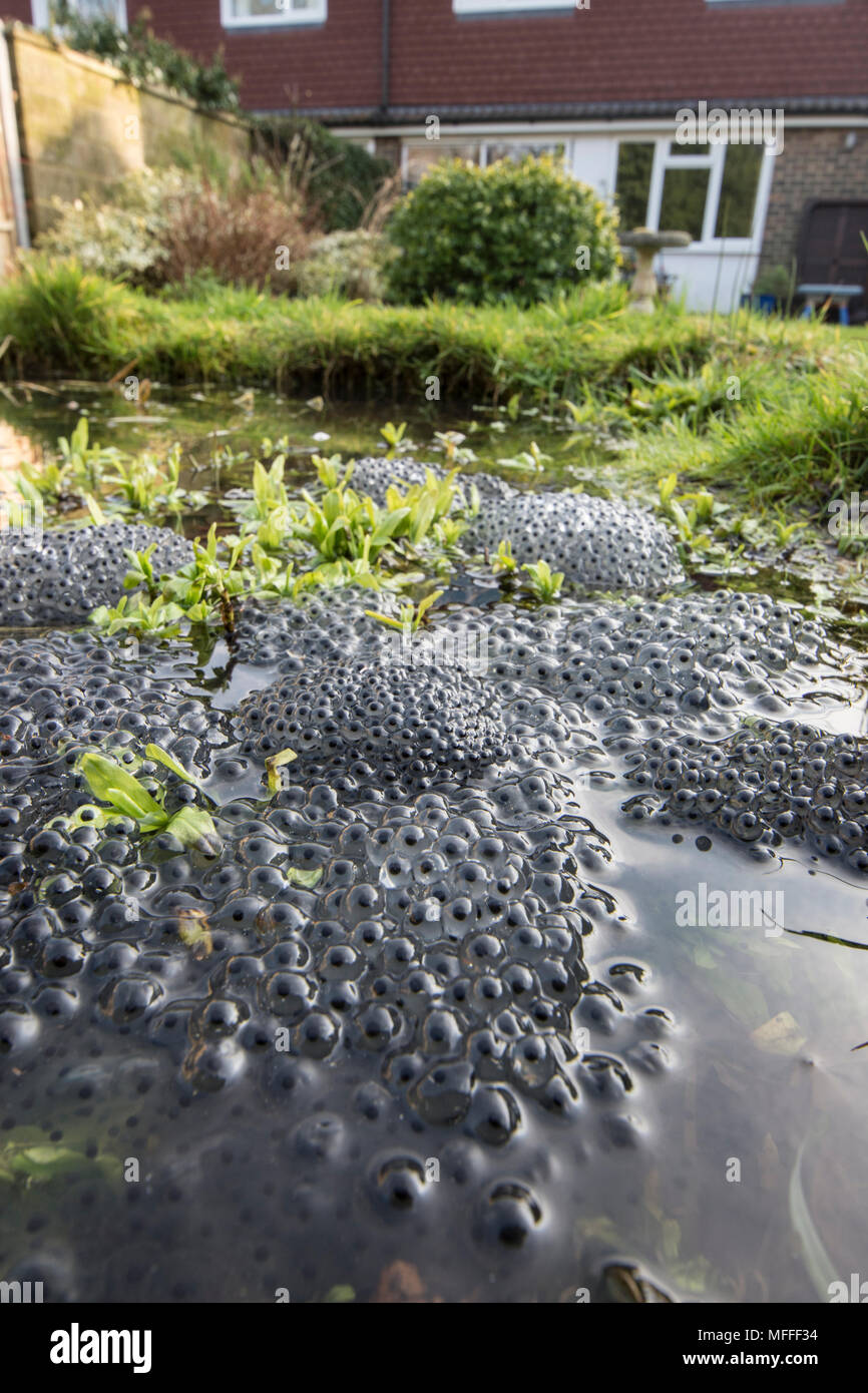 Common Frogs, Rana temporaria, spawn, frogs' spawn, in garden pond with house showing. UK Stock