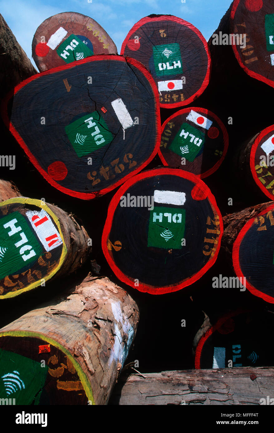 RAINFOREST TIMBER at logging camp in the forest, Gabon Stock Photo - Alamy