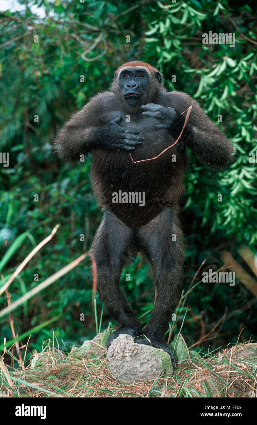 WESTERN LOWLAND GORILLA Gorilla gorilla gorilla beating chest. Orphaned gorillas reintroduced into the wild. Endangered. Projet Protection des Gorille Stock Photo
