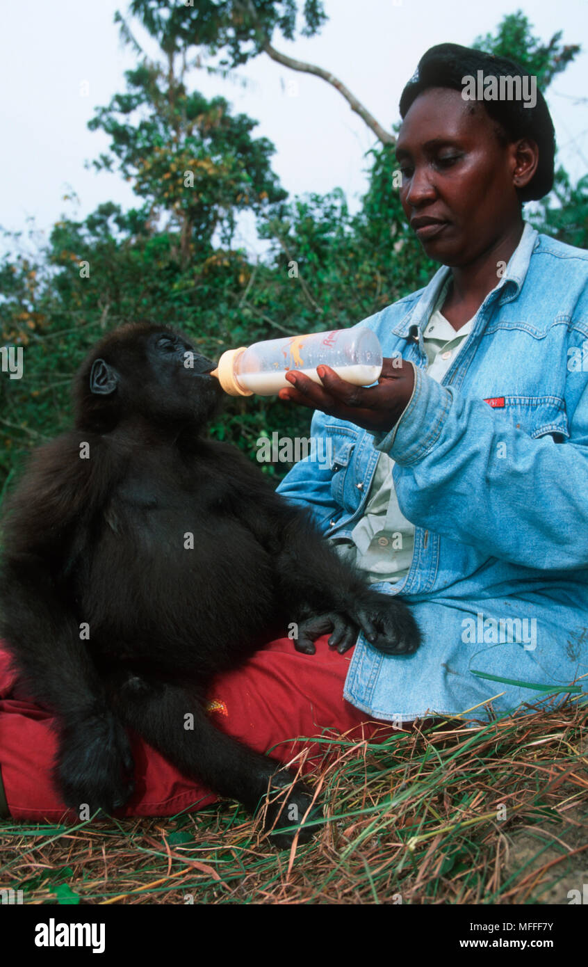 Baby gorilla bottle hires stock photography and images Alamy