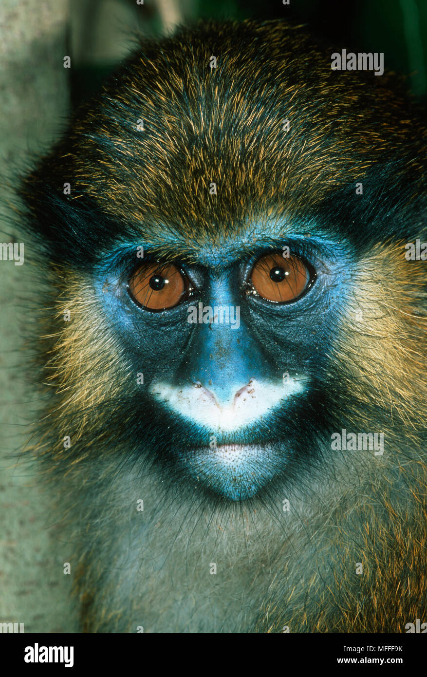 MOUSTACHED MONKEY Cercopithecus cephus Gabon Stock Photo