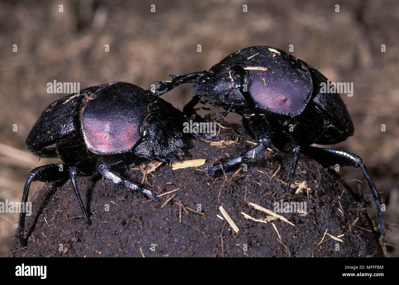 DUNG BEETLES ON DUNGBALL Family: Scarabaeidae Stock Photo