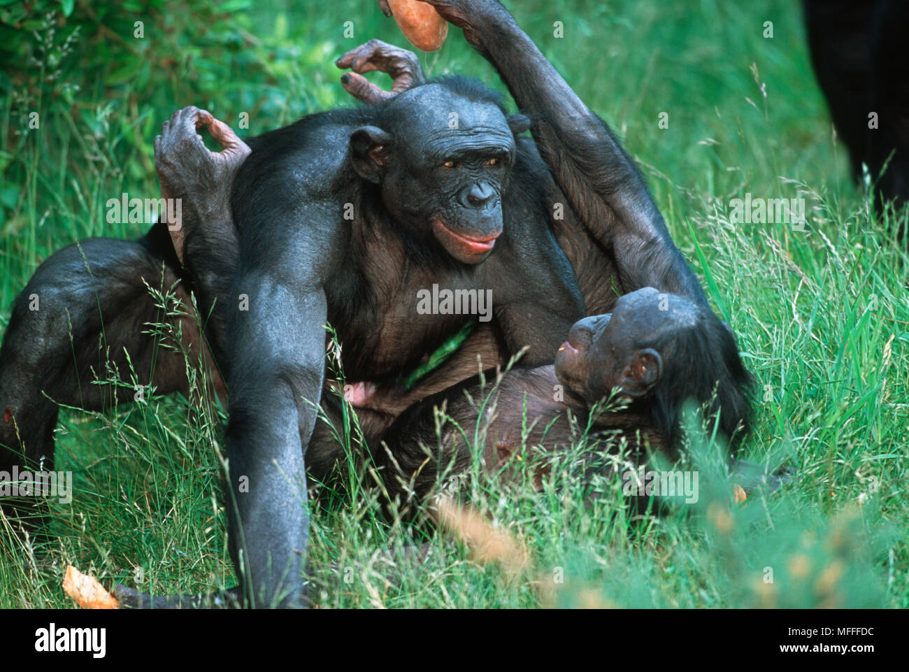 BONOBO or PYGMY CHIMPANZEE Pan paniscus Face-to-face mating. Captive ...