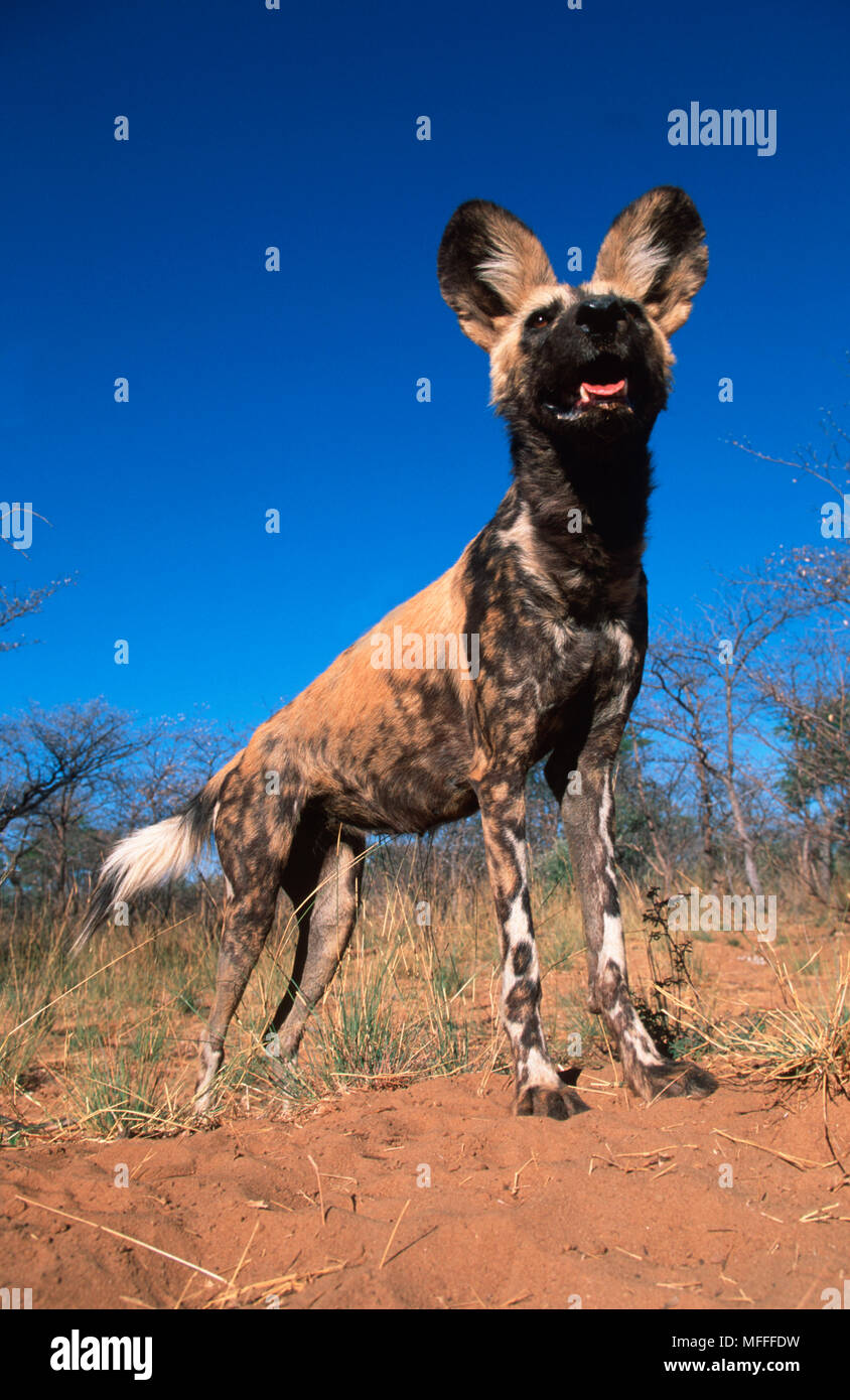 CAPE HUNTING or AFRICAN WILD DOG Lycaon pictus Stock Photo