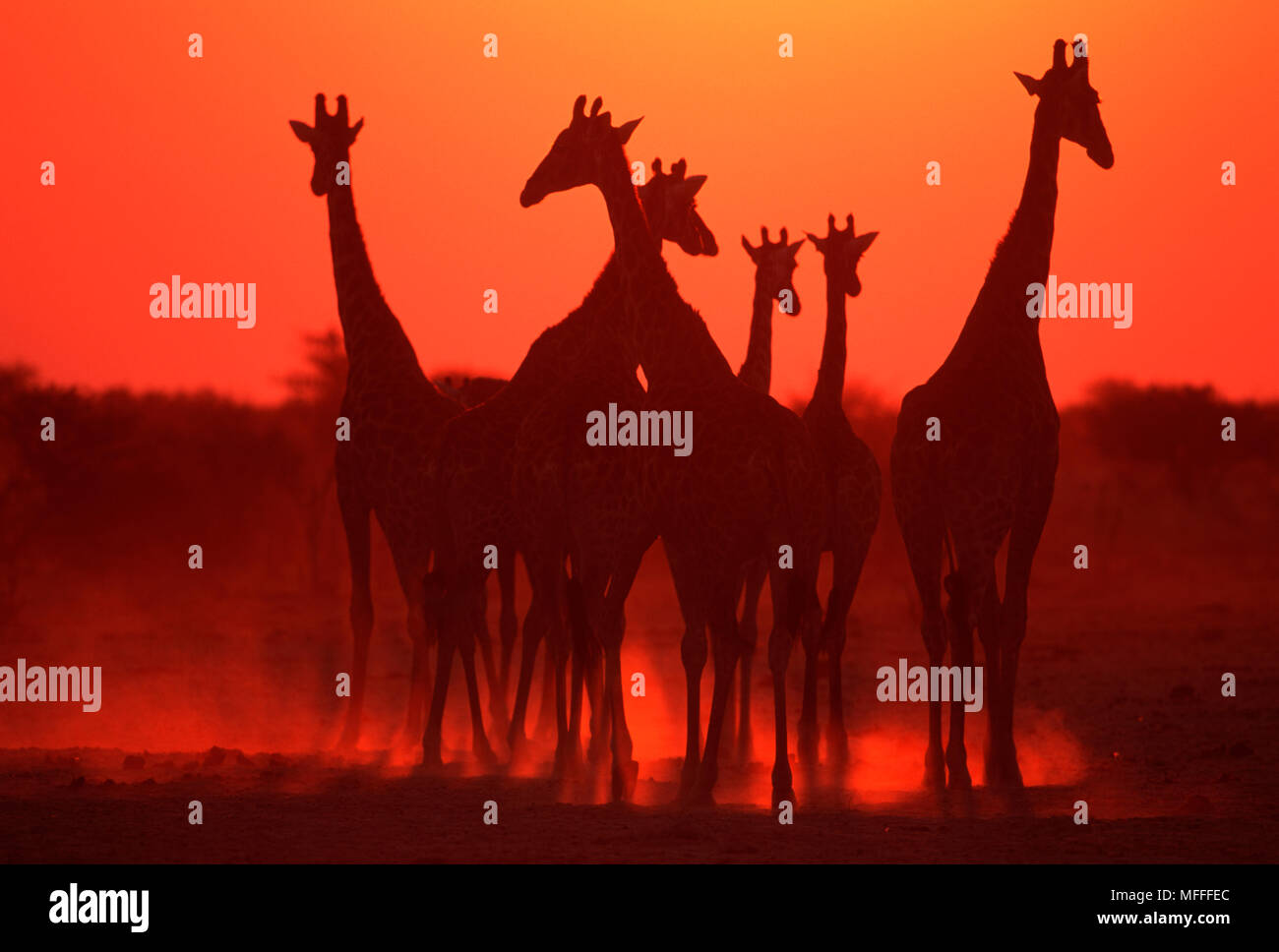 GIRAFFE herd Giraffa camelopardalis in silhouette against sunset. Etosha National Park, Namibia Stock Photo
