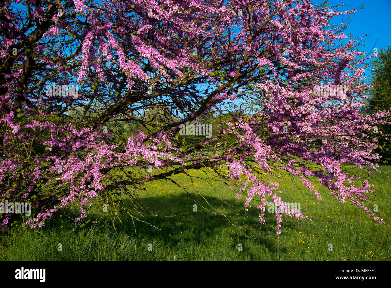 Blossom time in Alsace in france Stock Photo