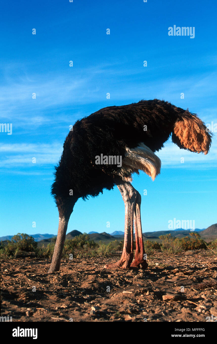OSTRICH Struthio camelus sticking head in  the sand (set up photograph, not genuine ostrich behaviour) Stock Photo