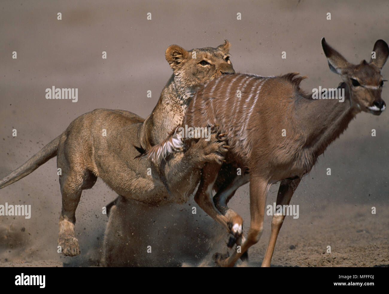 African lion chasing prey hi-res stock photography and images - Alamy