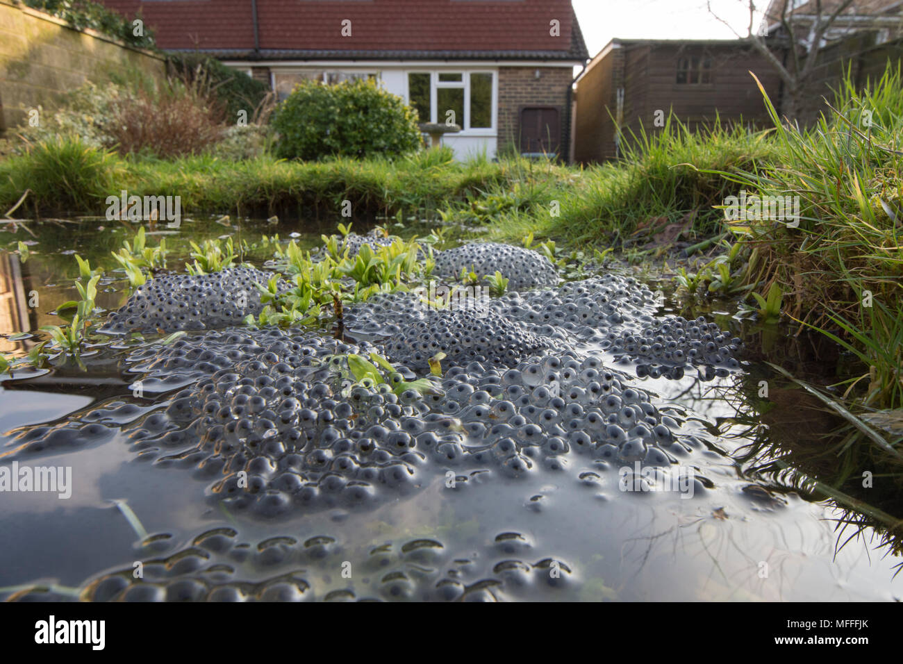Common Frogs, Rana temporaria, spawn, frogs' spawn, in garden pond with house showing. UK Stock