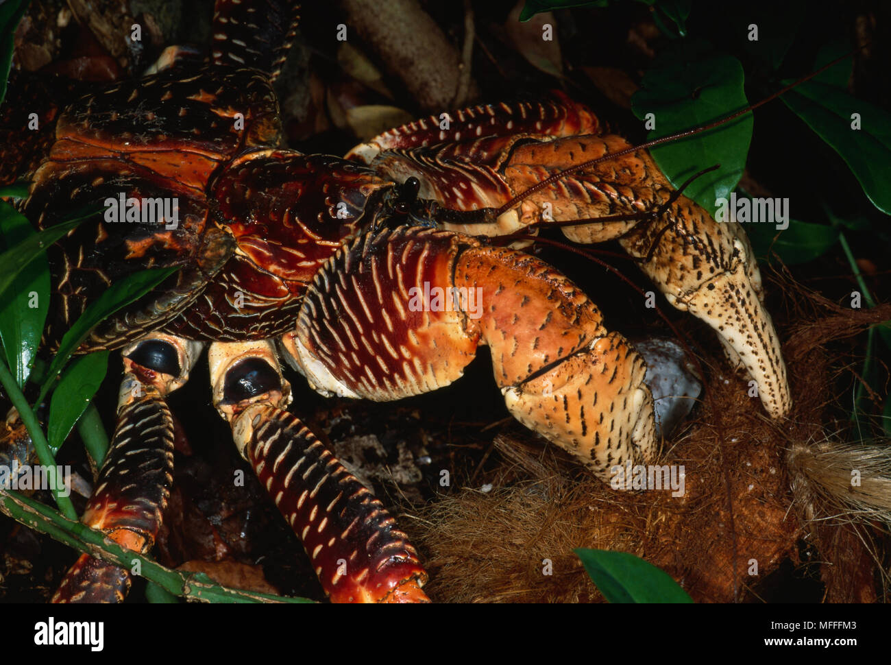 ROBBER or COCONUT CRAB Birgus latro Largest land crustacean Rare sp