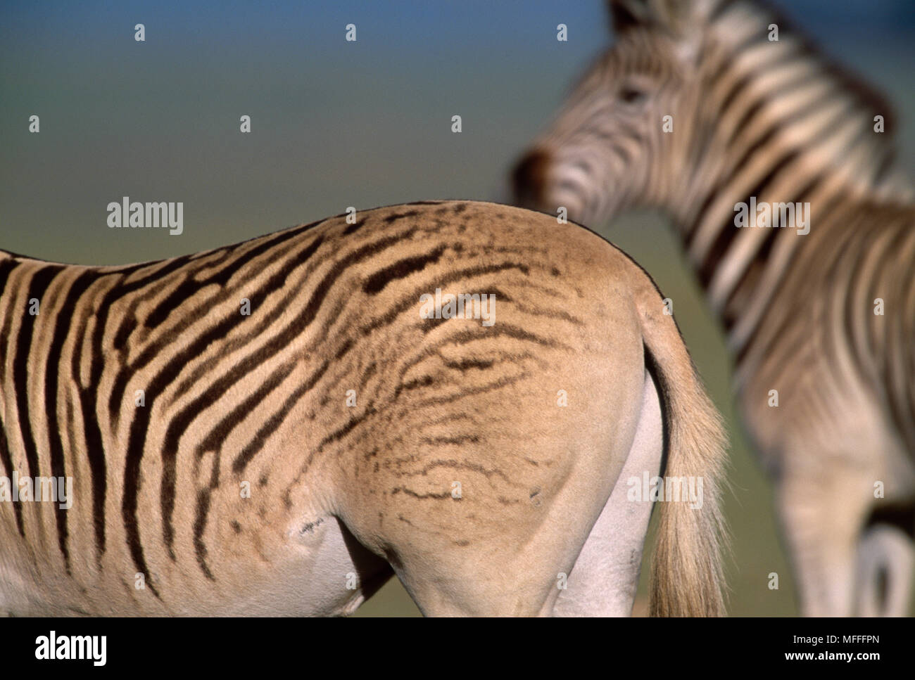 QUAGGA PROJECT Plains Zebra with faint striping on hind legs used in