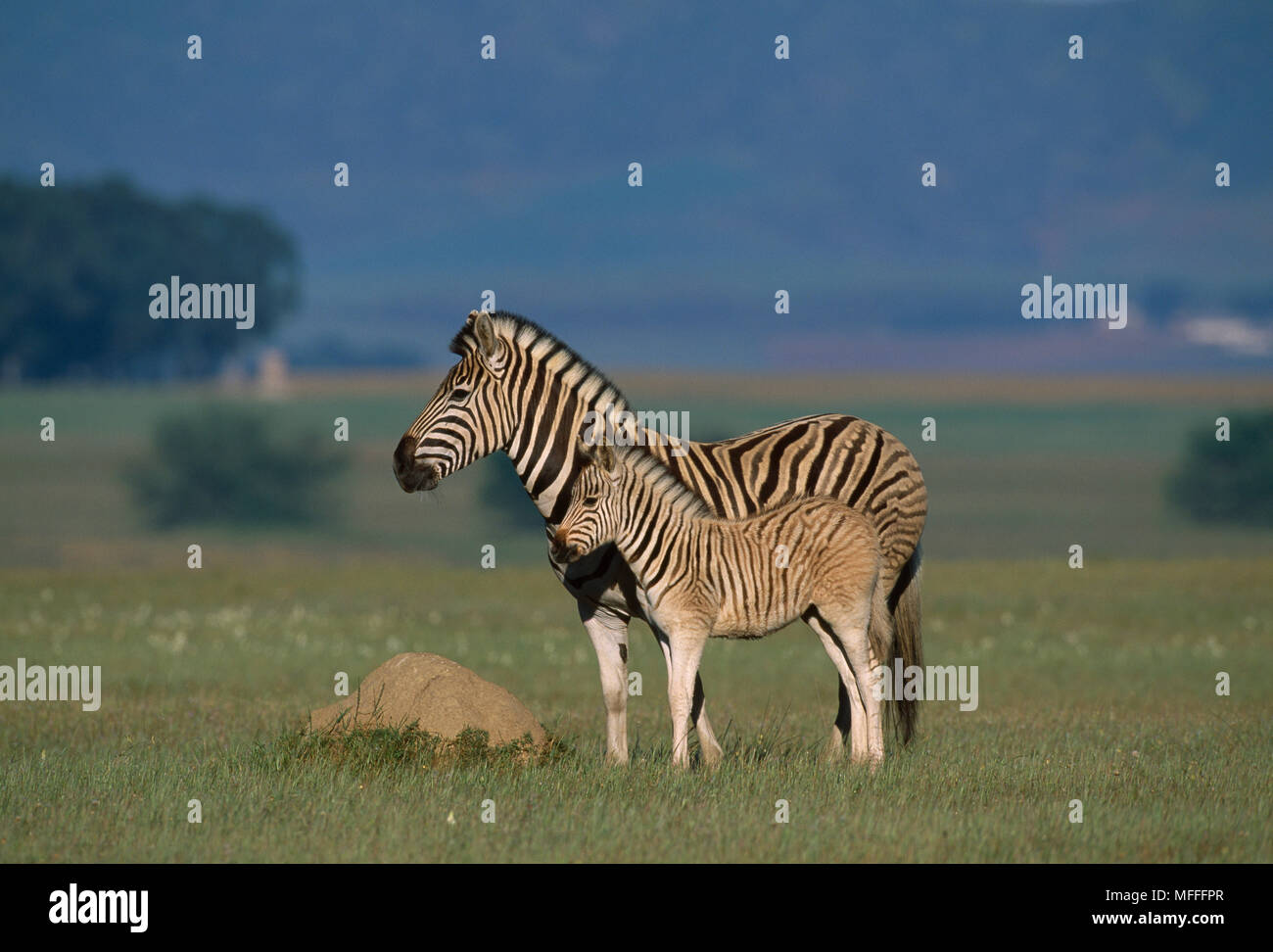 QUAGGA PROJECT Plains Zebra & foal with faint striping on hind legs