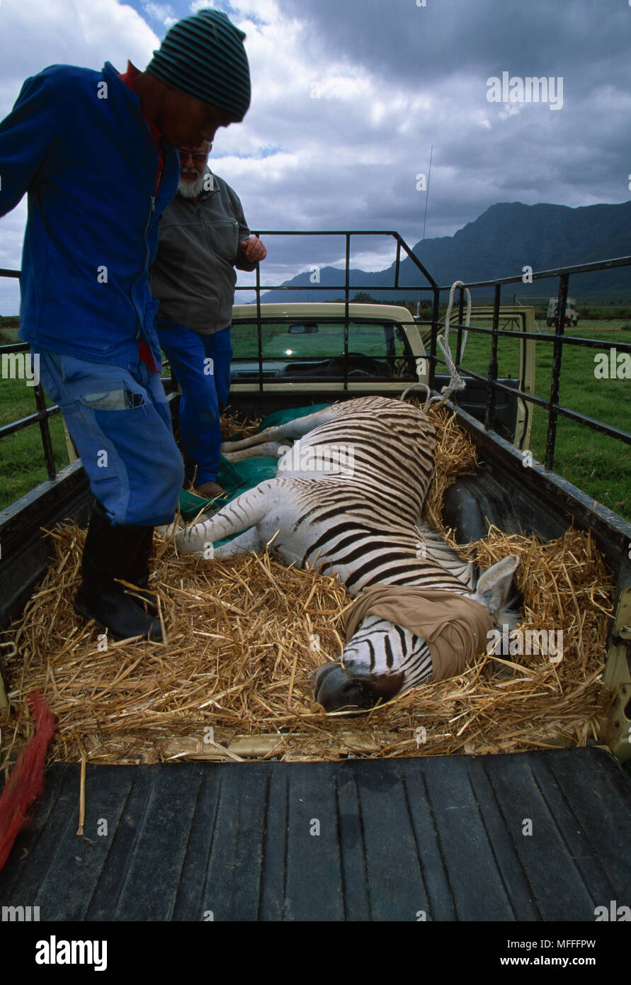 QUAGGA PROJECT Tranqulized Zebra being translocated as part of Quagga