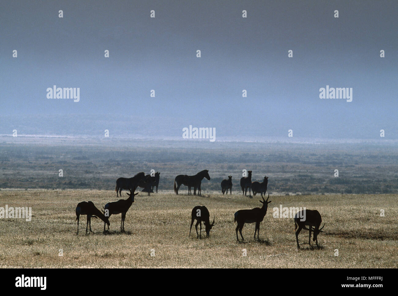BONTEBOK group, with Zebras Damaliscus dorcas dorcas Quagga rebreeding