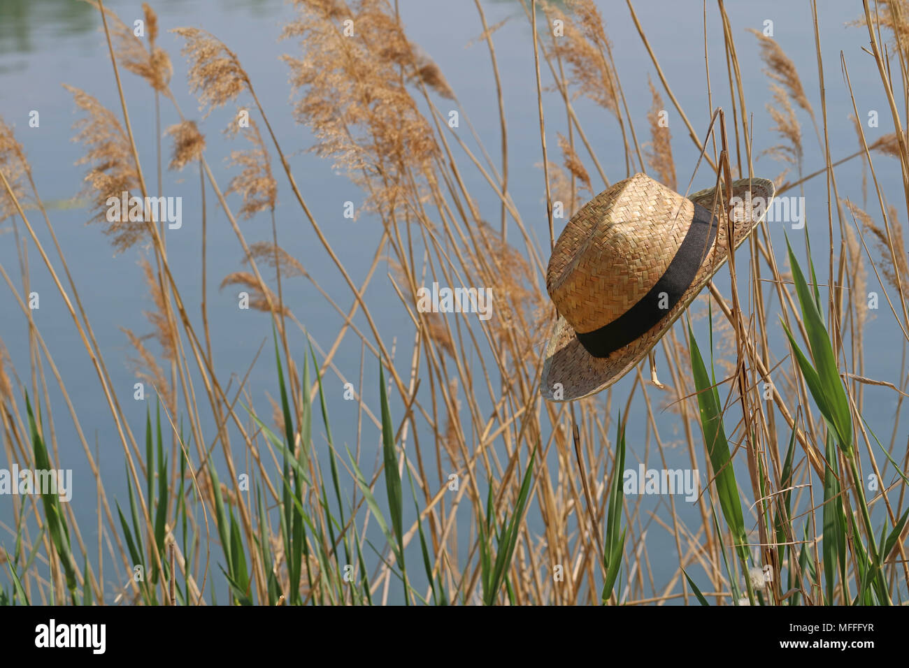 Reed sea hires stock photography and images Alamy