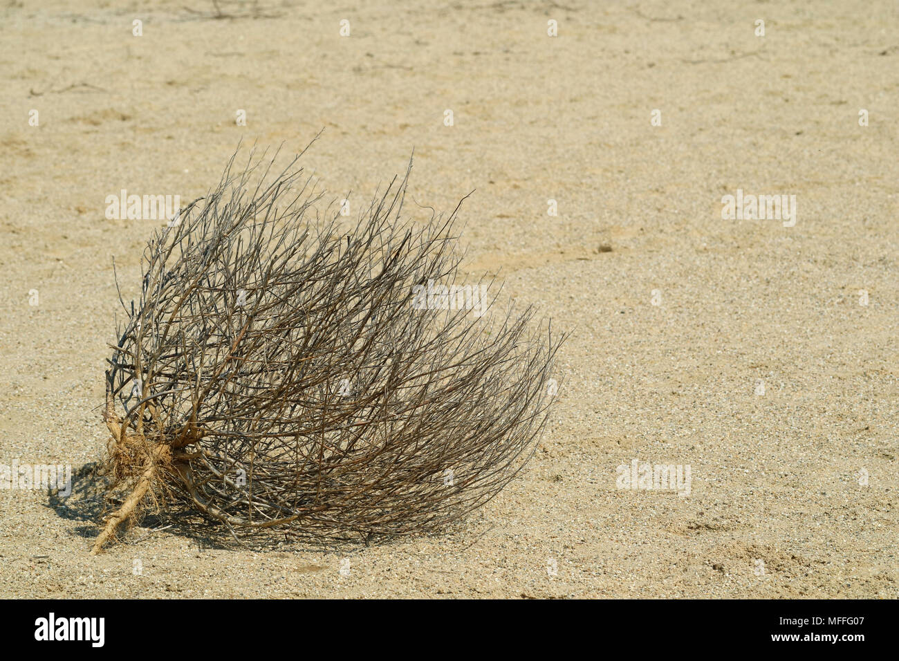 close up of a desert bush on sandy ground Stock Photo