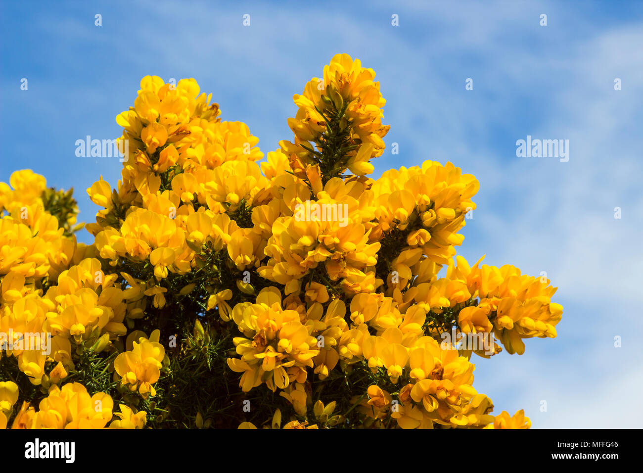 Gorse bushes bush gorse flowers flower plant hires stock photography
