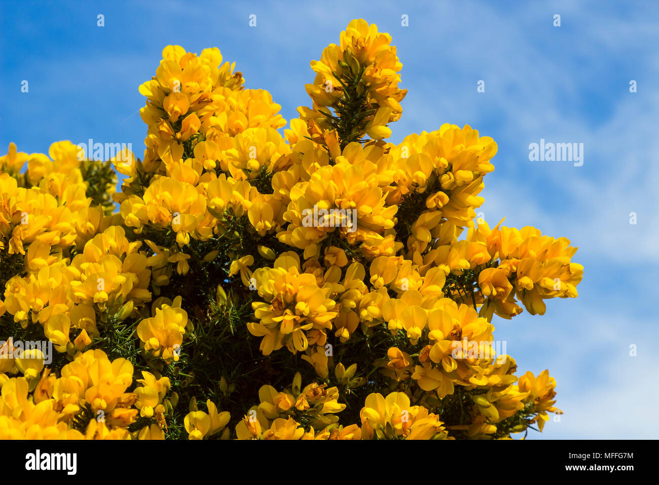 Yellow flowers on a common whin bush or gorse displaying their full