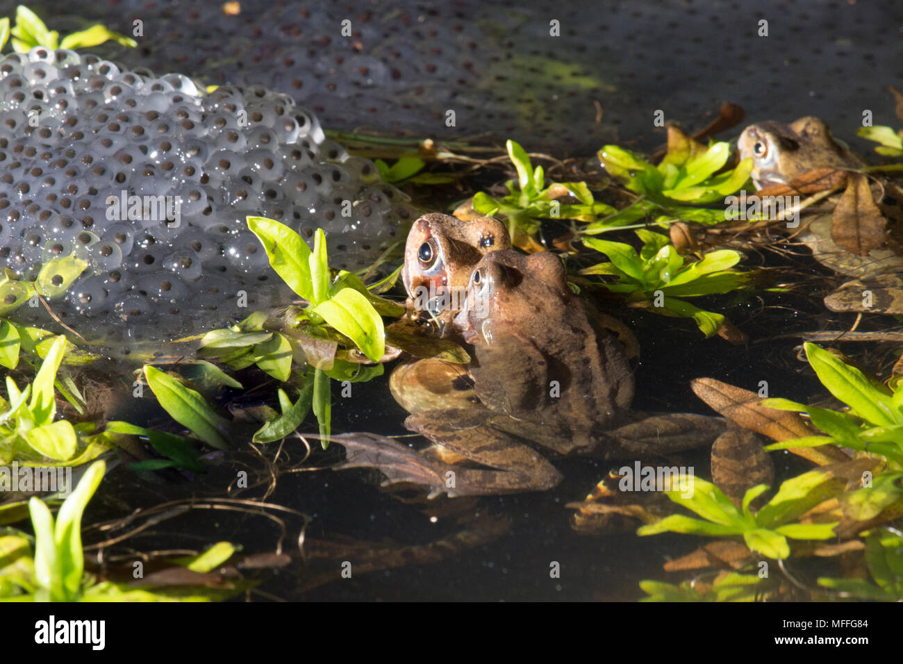Common Frogs, Rana temporaria, pair spawning, breeding, in amplexus in