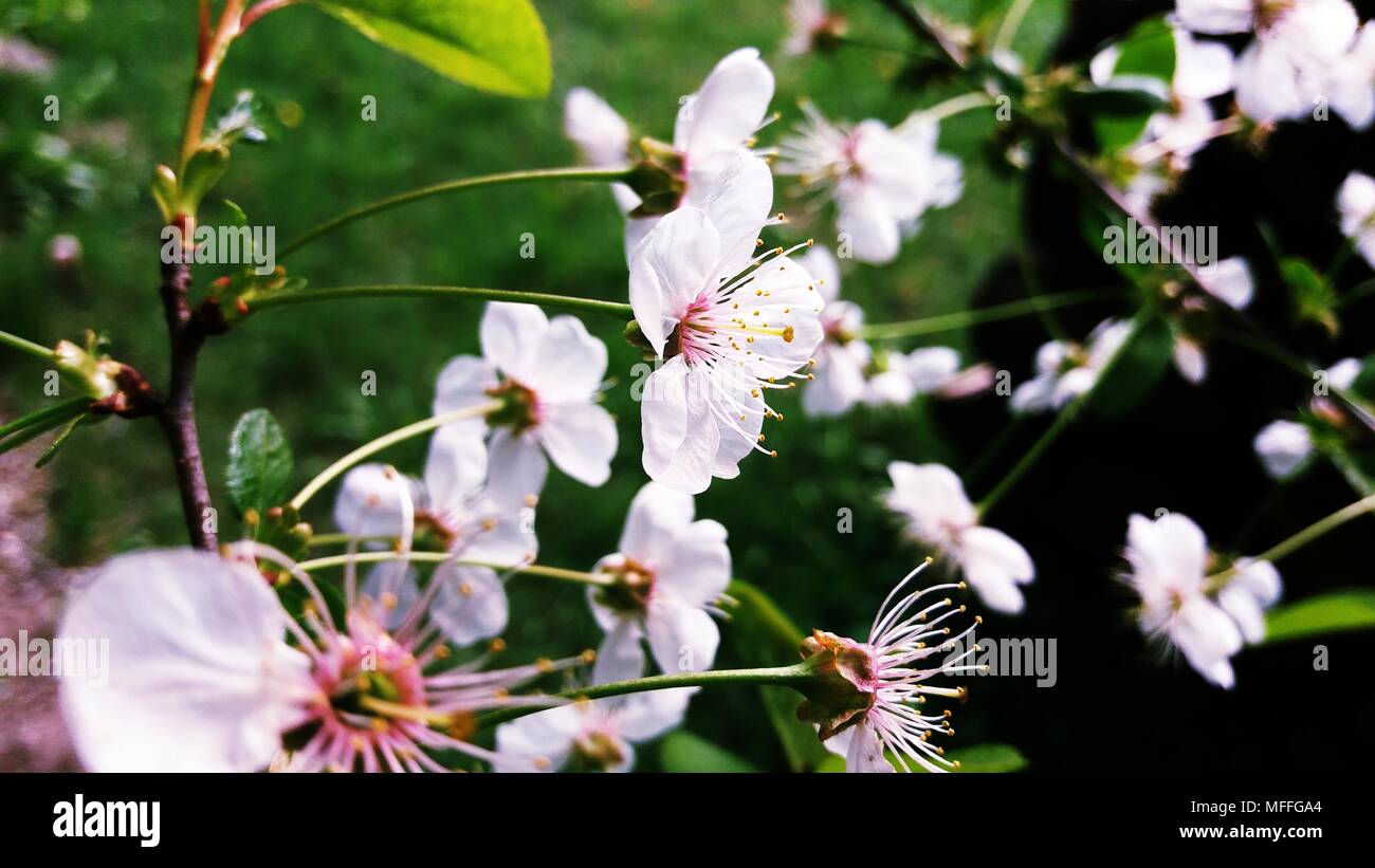 White cherry blossoms hi-res stock photography and images - Alamy