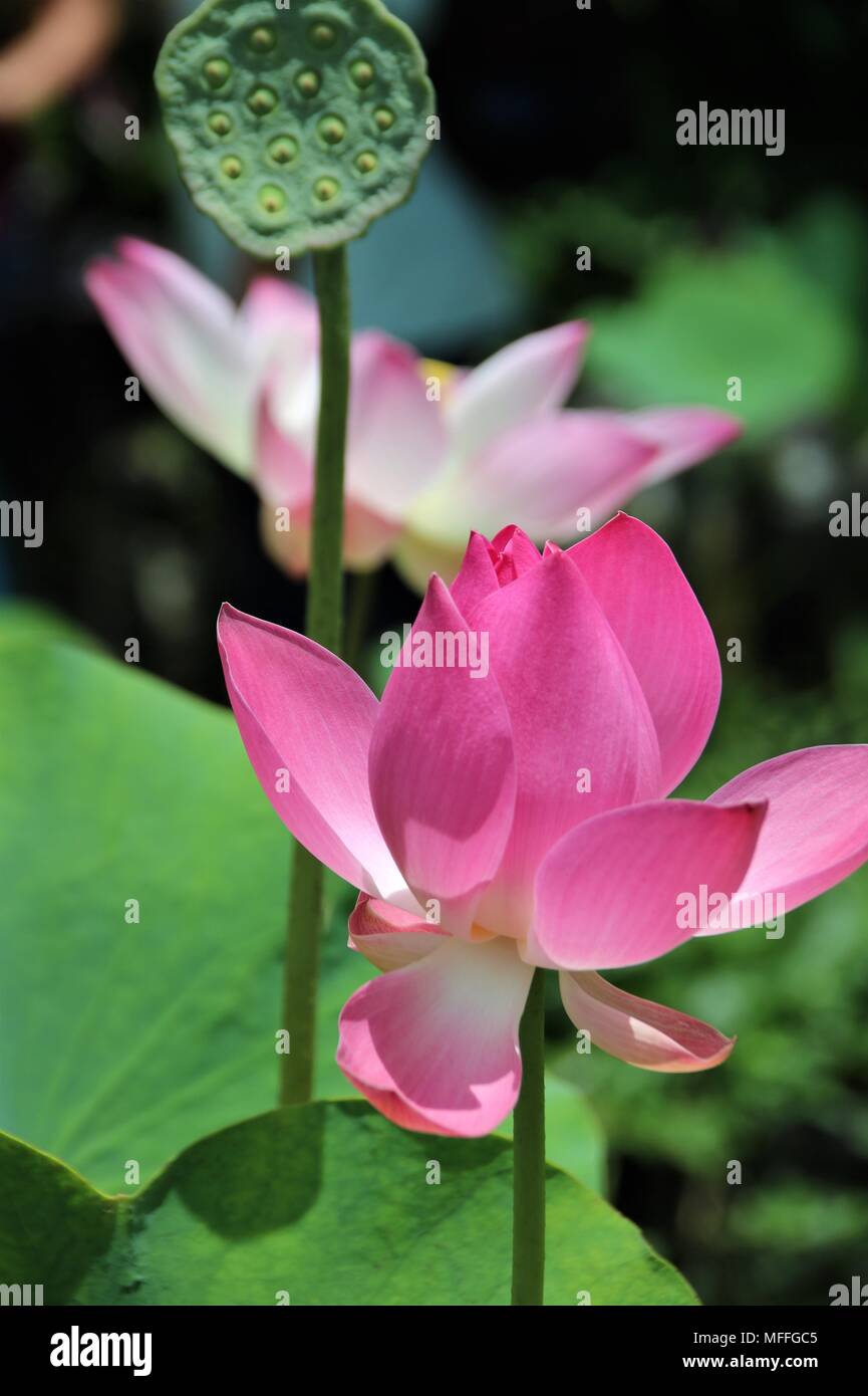 Pink lotus flower and seed pod Stock Photo