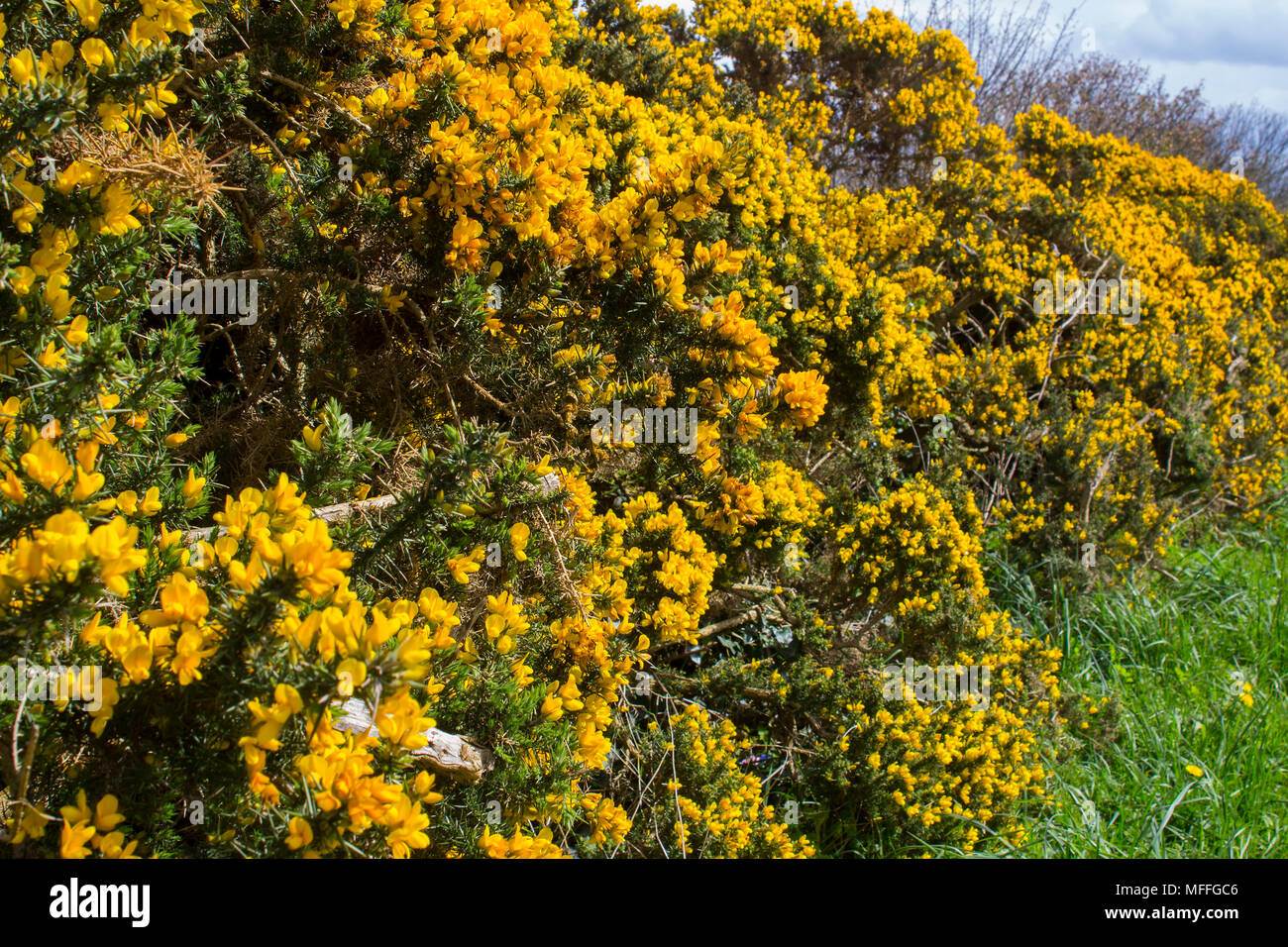 Gorse bushes bush gorse flowers flower plant hires stock photography