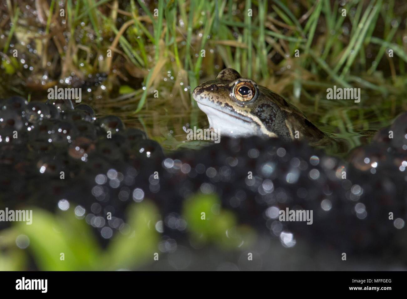Clumps Of Frog Spawn High Resolution Stock Photography and Images - Alamy