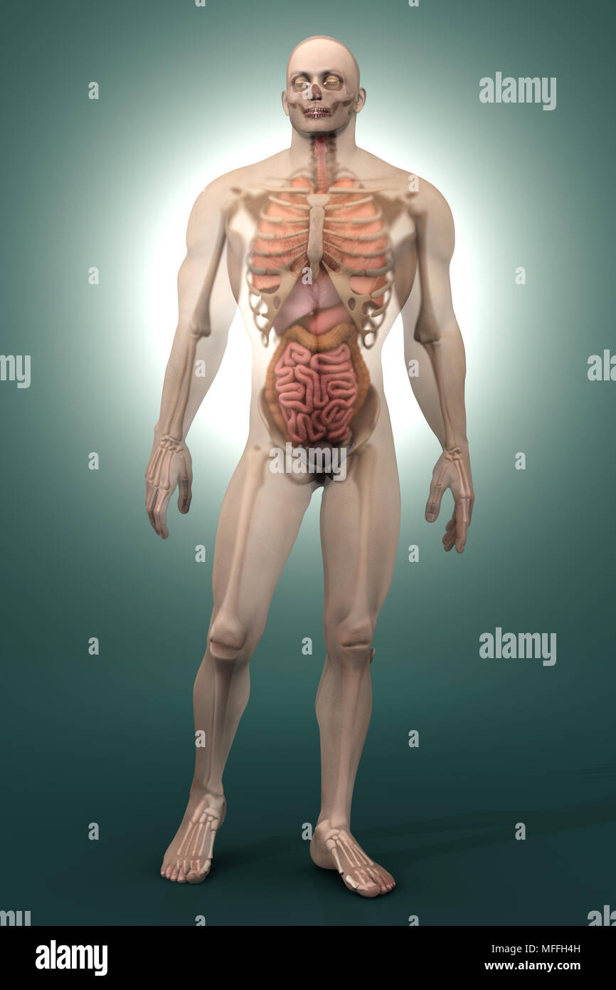 3D visualization of the human anatomy. The Internal Organs in a semi  transparent male body Stock Photo - Alamy