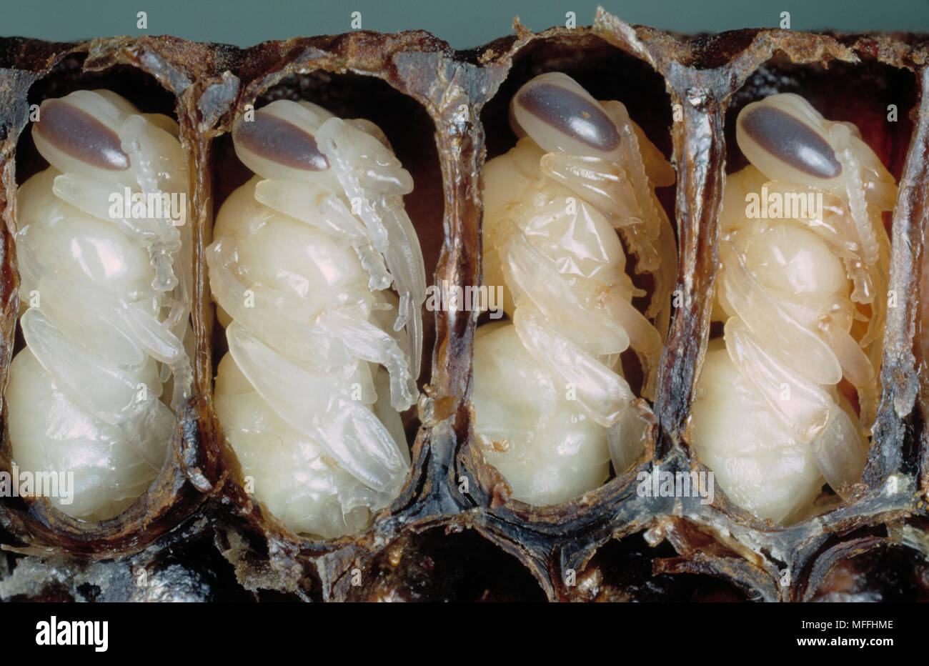 AFRICAN HONEYBEE  pupae  Apis mellifera adansonii shown in sectioned cells   South Africa Stock Photo