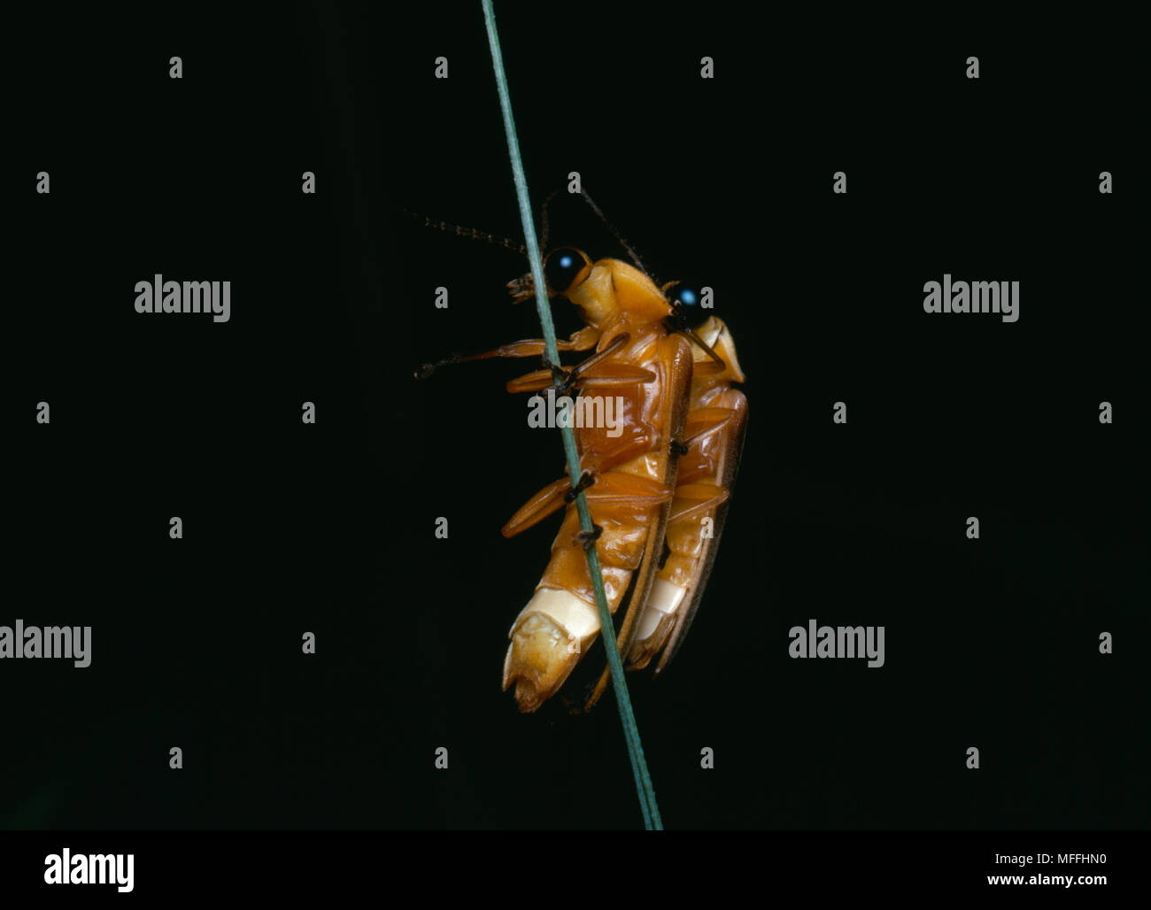 FIREFLIES mating Stock Photo Alamy