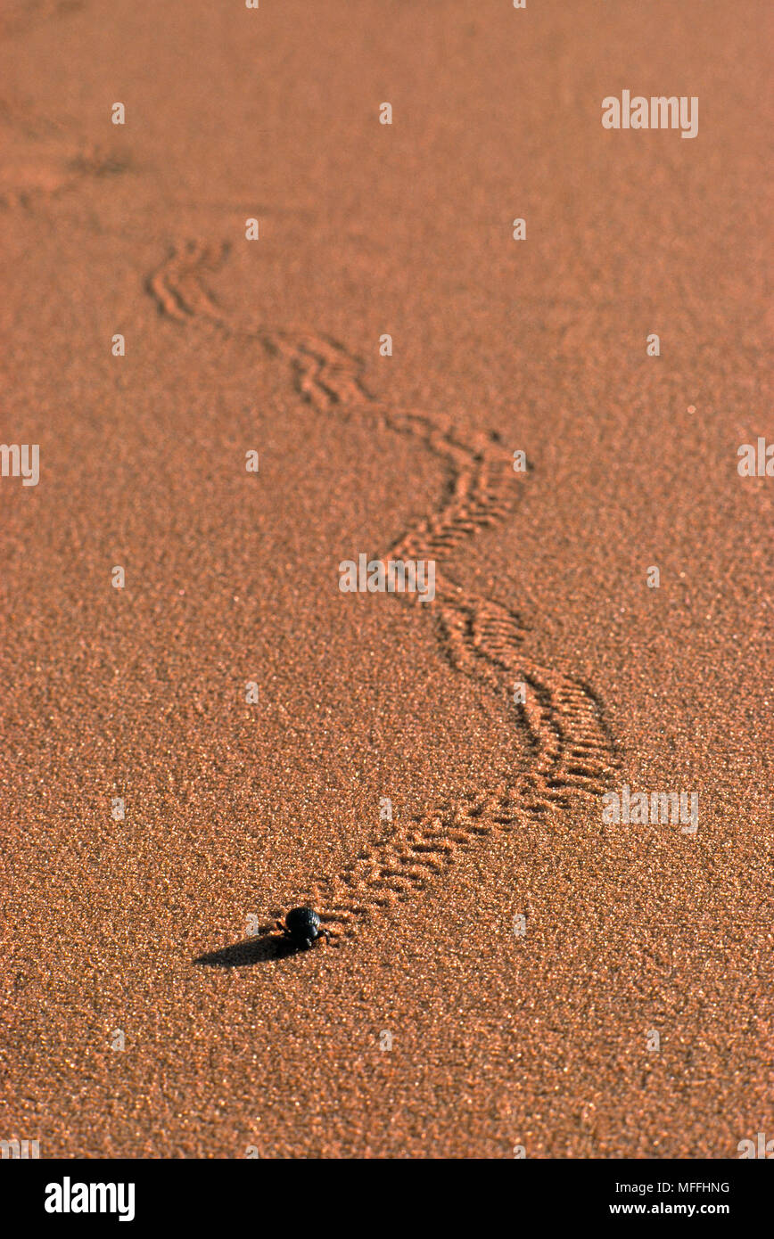 TENEBRIONID or DARKLING BEETLE leaving tracks as it runs on the sand of