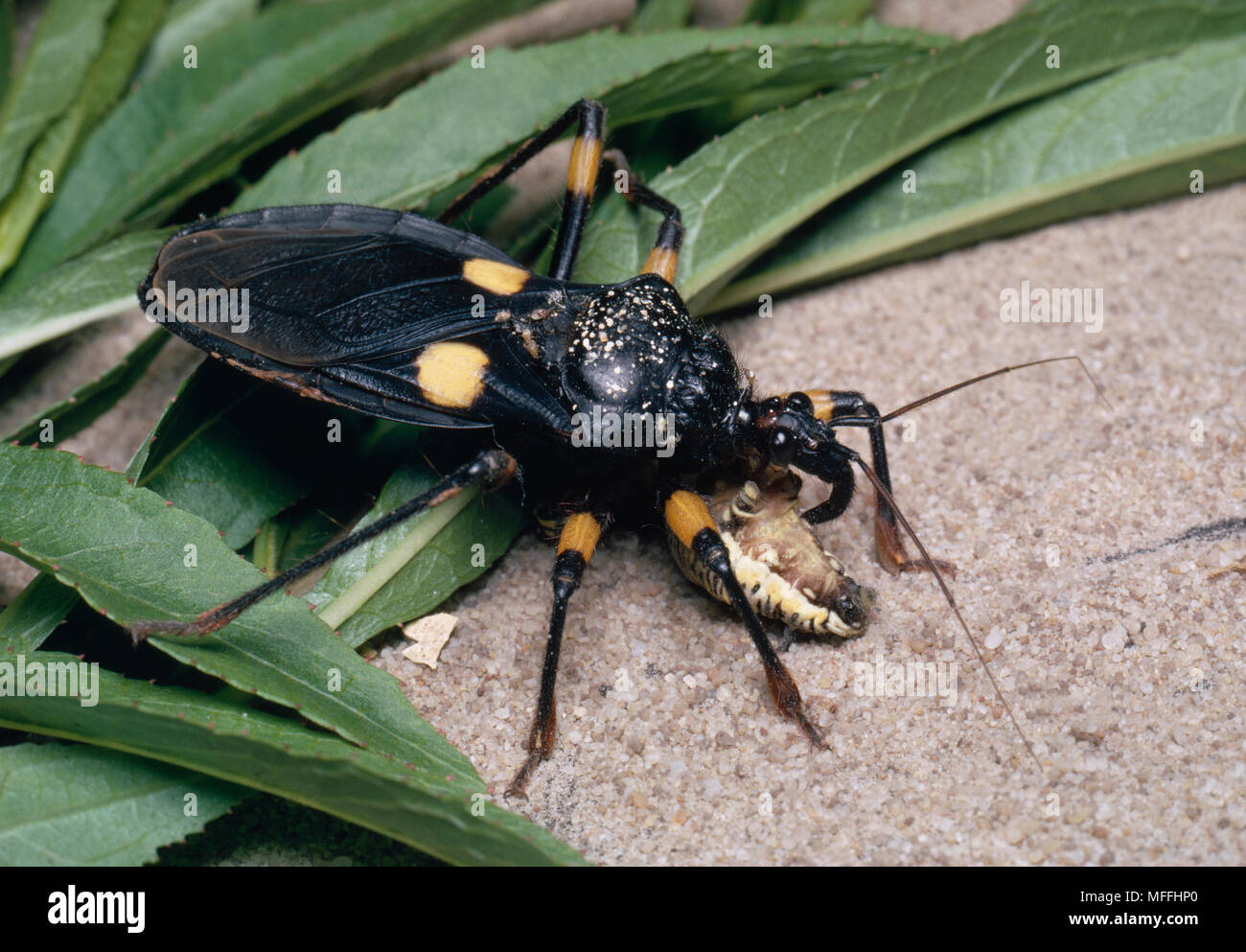 ASSASSIN BUG eating caterpillar Fam. Reduviidae Transvaal, South Africa