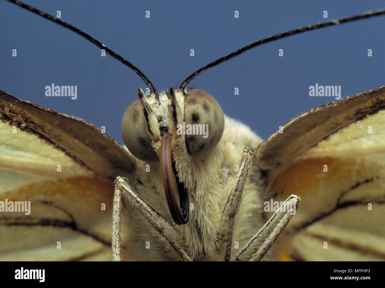 BROWNVEINED WHITE BUTTERFLY Belenois aurota head, showing coiled