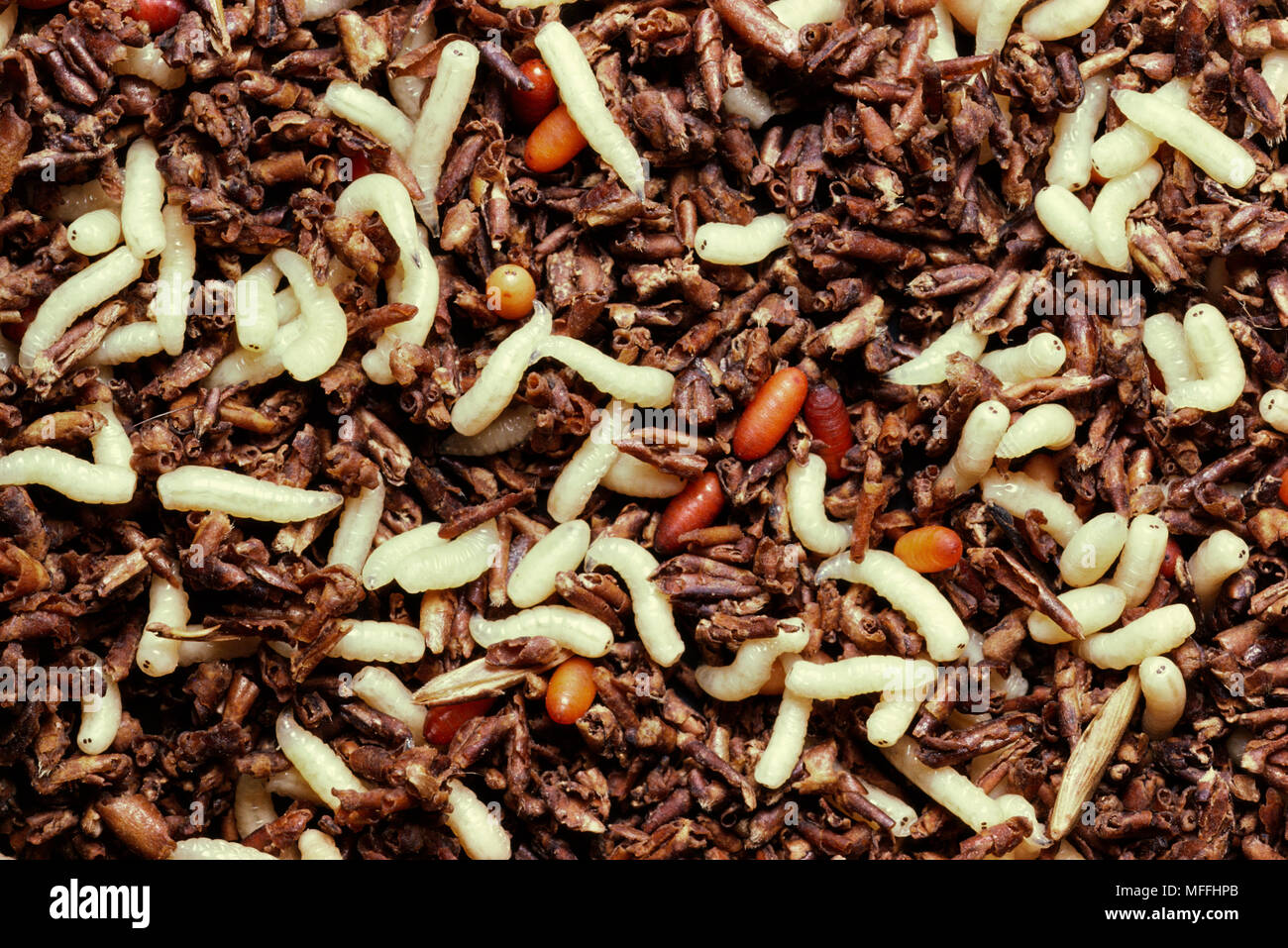 COMMON HOUSEFLY larvae & pupae  Musca domestica   (One of main disease-carriers in Africa) Stock Photo