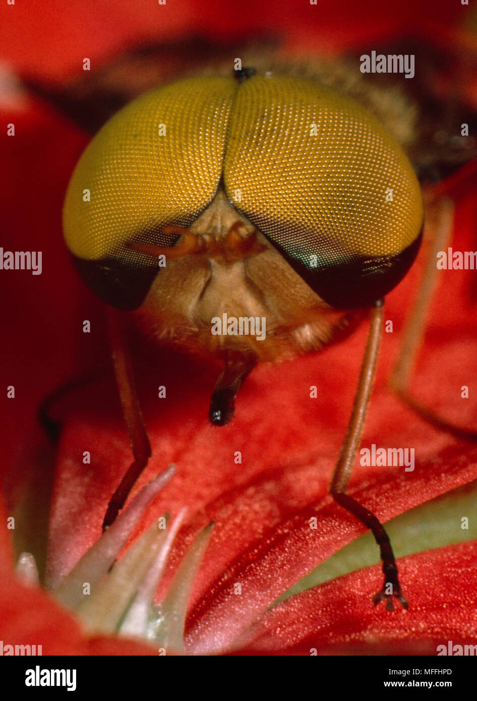 HORSEFLY male,  head detail showing compound eyes  South Africa Stock Photo
